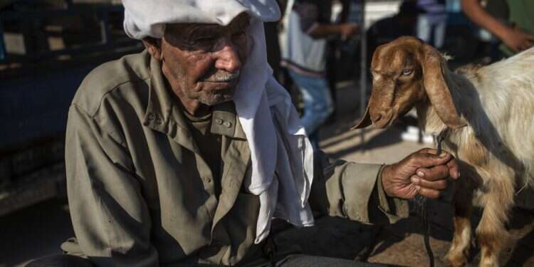 An elderly Palestinian man sells a goat at a livestock market in preparation for the upcoming Muslim Eid al-Adha holiday in Gaza City on July 9, 2021 Middle East could see 'catastrophic' COVID surge after Eid al-Adha, WHO warns