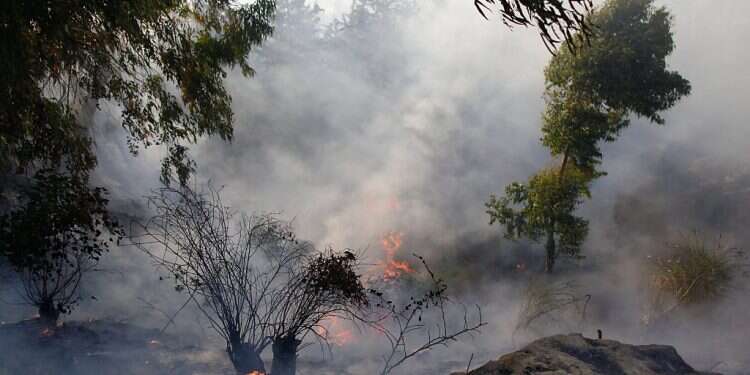 A fire is seen in Jerusalem, June 25, 2014 Kohelet Forum chief attacked outside Jerusalem