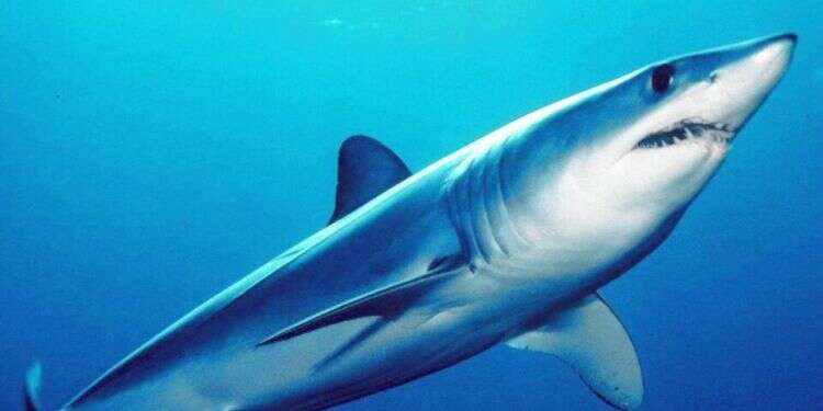 Rare shark attack recorded on Jordanian side of Gulf of Eilat