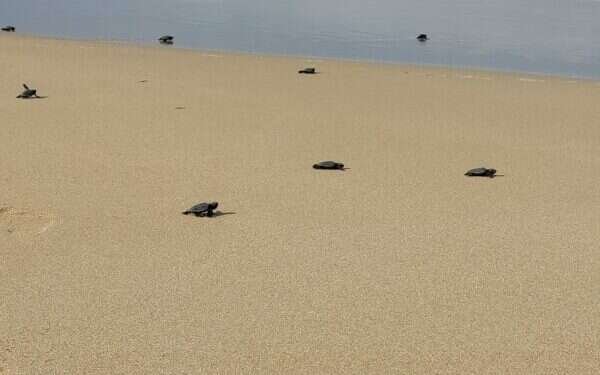 WATCH: Baby sea turtles hatch at Rosh Hanikra