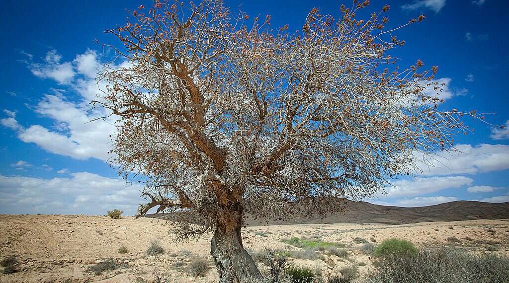 Both universities are committed to thriving in the desert in a 'green' environment, says BGU President Prof. Daniel Chamovitz Desert-based Israeli, Moroccan universities expect to team up on sustainability