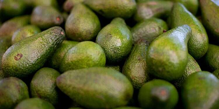 Israeli farming giant to grow avocados in Morocco