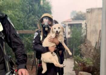 Family accuses police of negligence after dog 'saved' from fire, killed later