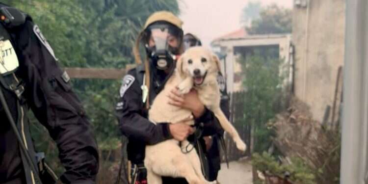 Family accuses police of negligence after dog 'saved' from fire, killed later