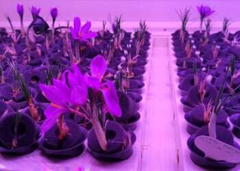 Foodtech startup Saffron Tech wins 3 million-shekel grant from Innovation Authority