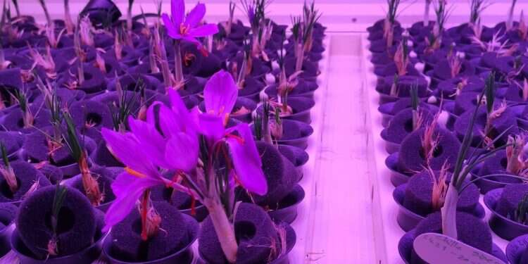 Saffron Tech seeks to revolutionize the billion-dollar saffron market Foodtech startup Saffron Tech wins 3 million-shekel grant from Innovation Authority