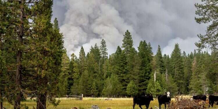 Global sizzling: July was hottest month on record, NOAA says