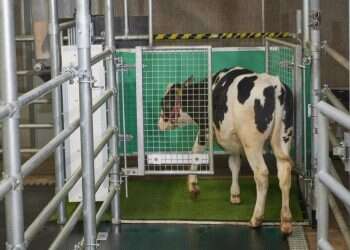 No bull: Scientists potty train cows to use 'MooLoo'