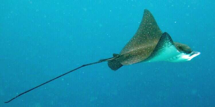 Rare endangered fish spotted near Eilat coral reef reserve