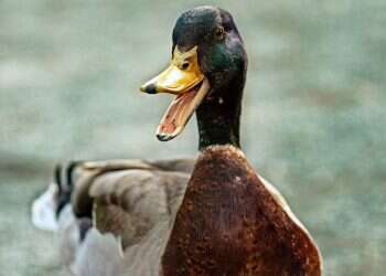 Dutch scientists discover talking duck