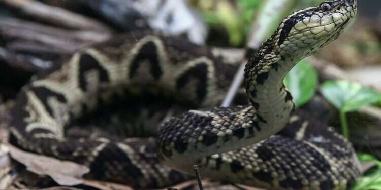 Is Brazilian viper venom the secret weapon we need in the COVID war?