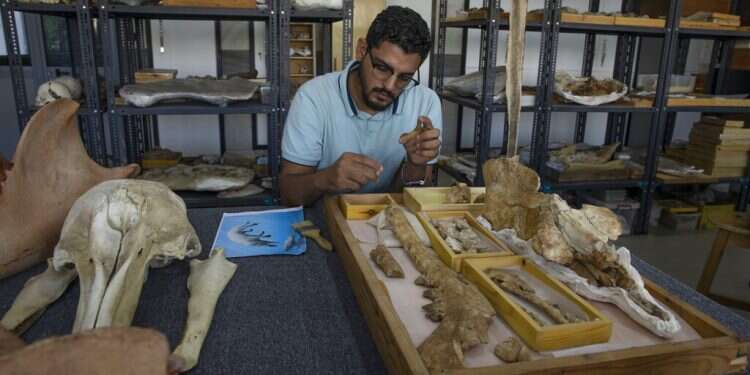 Land-roaming whale lived in modern-day Egypt 43 million years ago, researchers say
