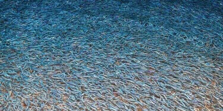 Thousands of Sardines arrive at coast of Eilat