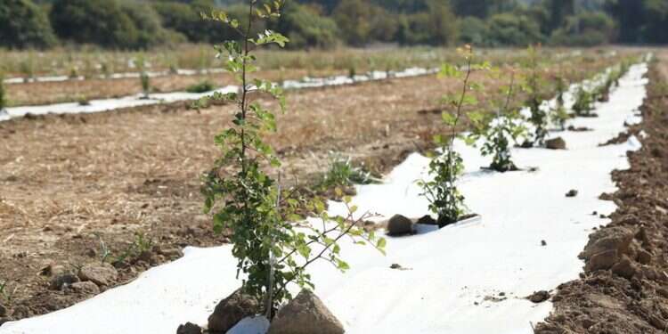 Foodtech startup partners with farmers, JNF on carob R&D