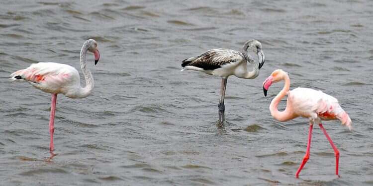 The black flamingo is seen in a salt pan outside of Eilat, Oct. 31, 2021
Was the world's only black flamingo just spotted in Eilat?