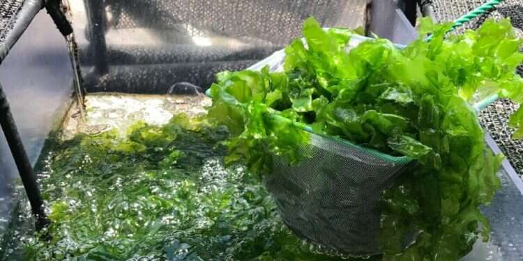 The green seaweed studied by Tel Aviv University researchers Seaweed could save humanity from COVID, Tel Aviv University researchers say