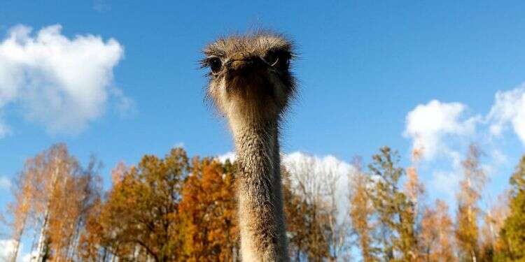 An ostrich egg can have surprising benefits on prayer services, according to a new book Rabbi: Placing ostrich egg in synagogue could have surprising effect