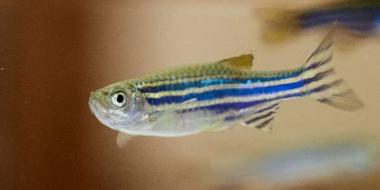 Israeli university studies zebrafish to better understand sleep