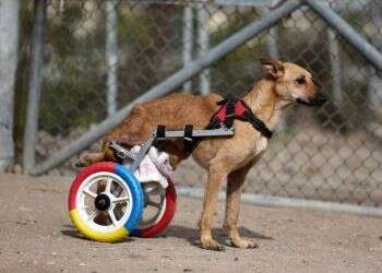 A paralysed dog is training to walk using a new wheelchair in Gaza City Gaza animal shelter turns toy cars into aids for disabled pets
