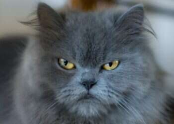 Seeking to ban house pets, Iranian lawmakers argue they 'breed chaos'