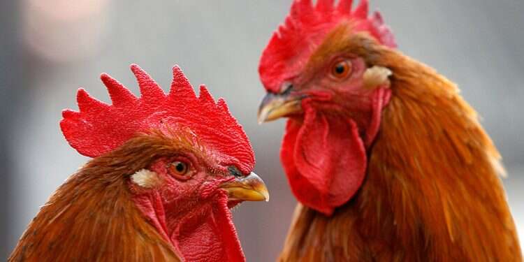 Cases of H5N1 bird flu have recently been discovered in coops in northern and southern Israel Bird flu outbreak detected in farm in northern Israel