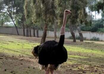 Hanukkah miracle: Choking ostrich saved by Ramat Gan Safari staff