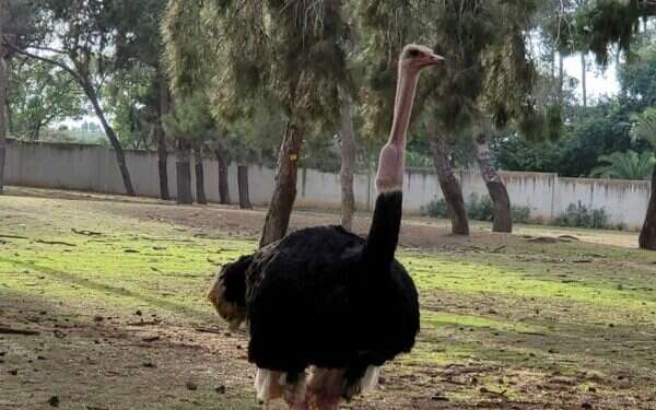 The ostrich had an entire apple stuck in its throat Hanukkah miracle: Choking ostrich saved by Ramat Gan Safari staff