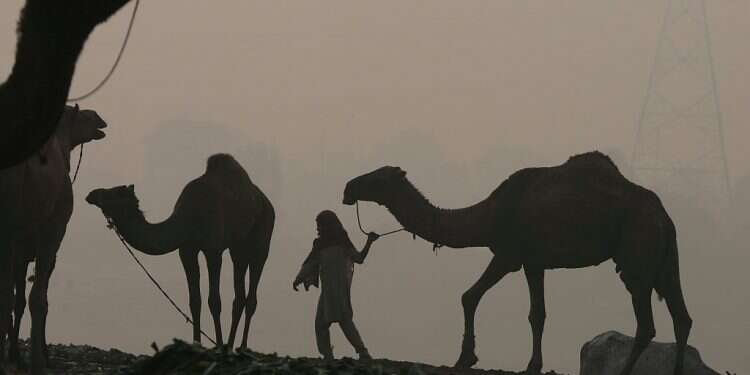 Saudi Arabia's latest crackdown: Botox in camels