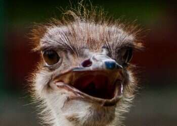 Ostrich antibodies help Japanese masks detect COVID