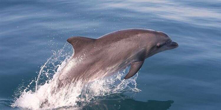 dolphin