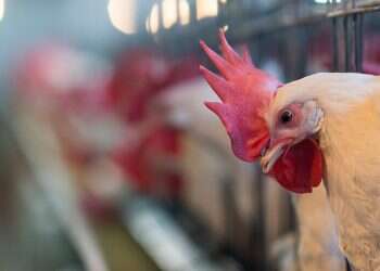 Startup's eggcellent results provide solution to cruelty of poultry industry