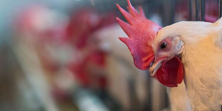 Startup's eggcellent results provide solution to cruelty of poultry industry