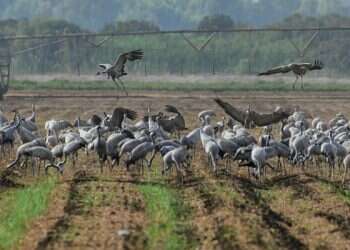 Damage from bird flu still unknown as 1 million fowl infected  