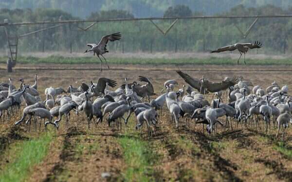 Damage from bird flu still unknown as 1 million fowl infected  