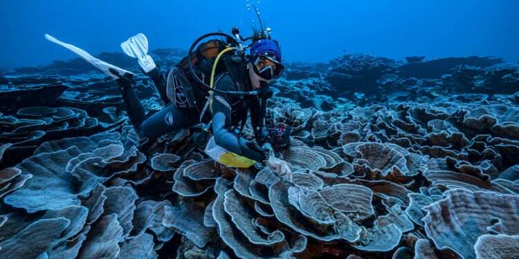 Coral reef in 'pristine' state found offshore of Tahiti
