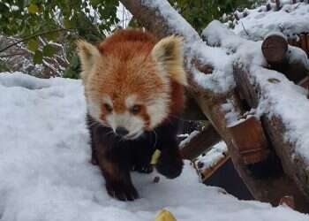 Precious red pandas enjoy winter snow at Jerusalem zoo