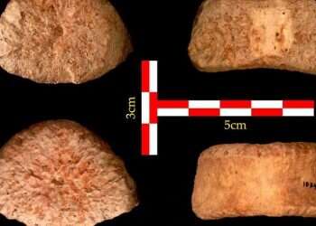 1.5-million-year-old human vertebra uncovered in Israel's Jordan Valley