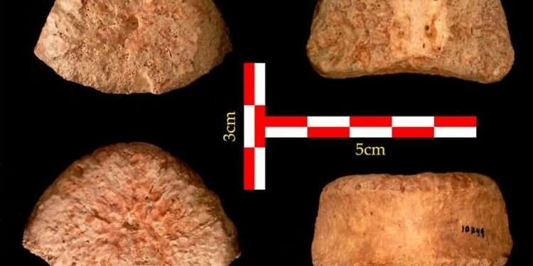 1.5-million-year-old human vertebra uncovered in Israel's Jordan Valley