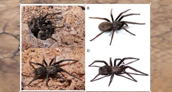 Researchers discover new spider species in Israel