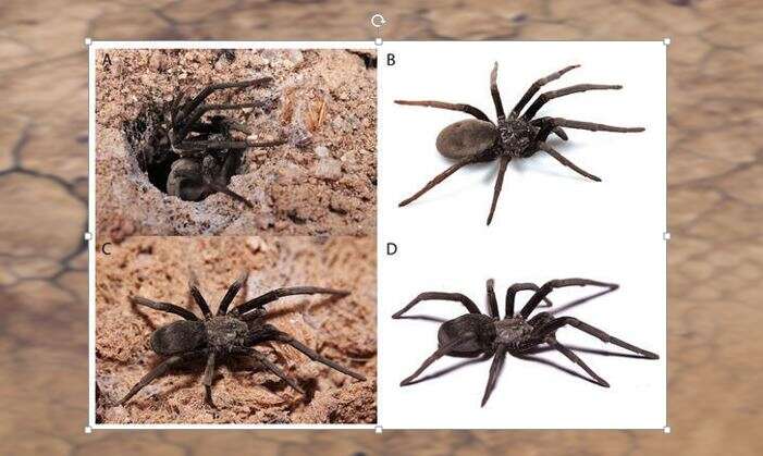 Researchers discover new spider species in Israel –