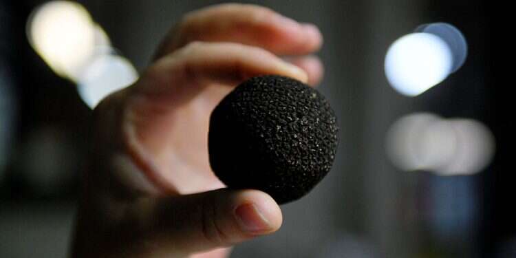 Israeli scientists make cultivating desert truffles possible