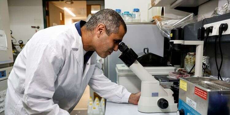 Tal Dvir, who led the team of researchers,
looks through a microscope at Tel Aviv University, Feb. 6, 2022 Groundbreaking Israeli research could allow people suffering from paralysis to walk again