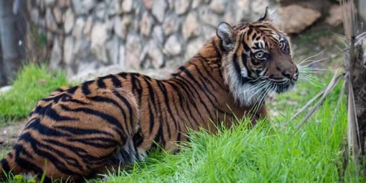 Jakarta now calls the Jerusalem Biblical Zoo her home Athens, Jerusalem zoos partner up to save endangered tigers