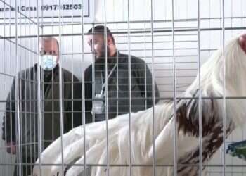 Why did the chicken cross the road? To get to the beauty pageant