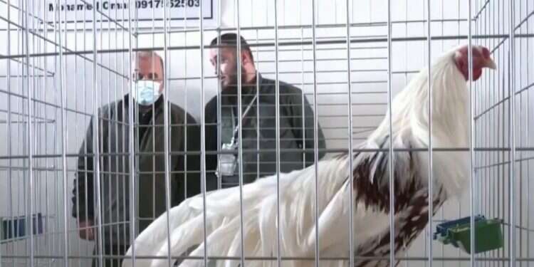 Why did the chicken cross the road? To get to the beauty pageant