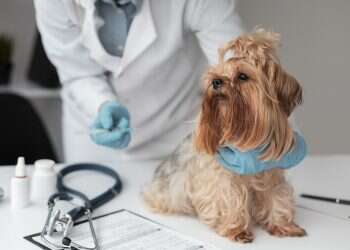 Israeli pet healthcare startup The Vets raises $40M