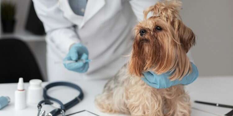 Israeli pet healthcare startup The Vets raises $40M