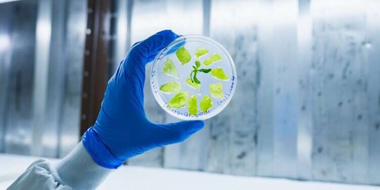 Can tobacco make meat 'green'?