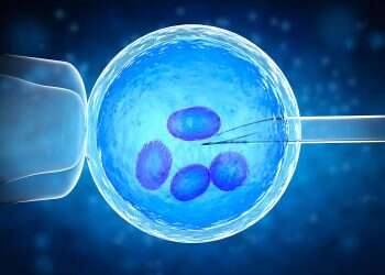 A 3D rendering of ovum with needle for artificial insemination or in vitro fertilization COVID vaccine does not interfere with IVF, Israeli study finds
