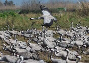 Migrating birds hit seasonal 'traffic jam' in Hula Valley